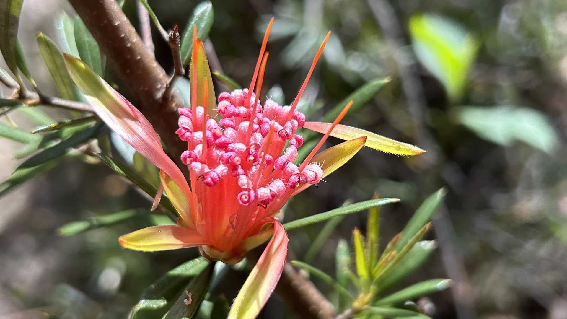 Where to see Australian native wildflowers near Sydney