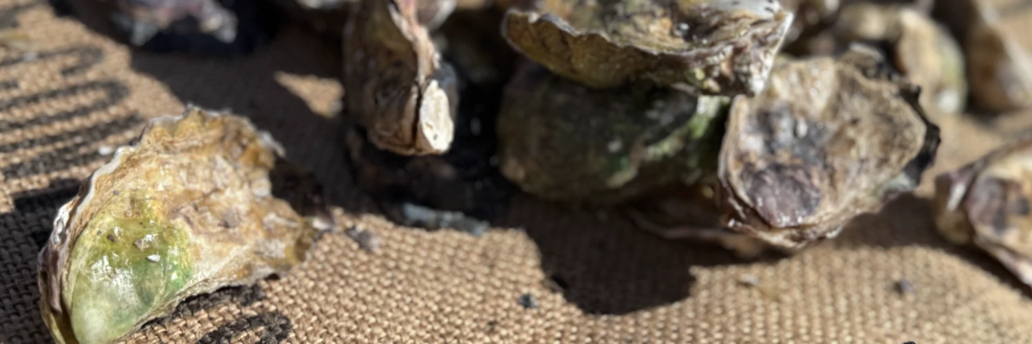 Every oyster lover should book this Hawkesbury farm tour