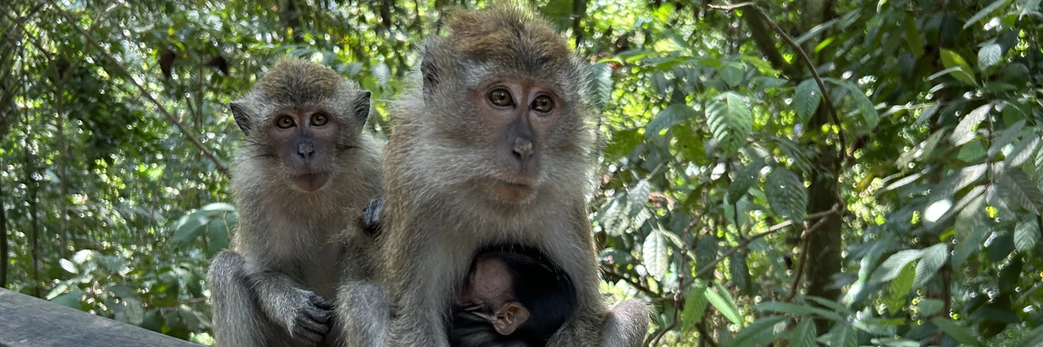 Wildlife experiences in Singapore that aren’t at a zoo