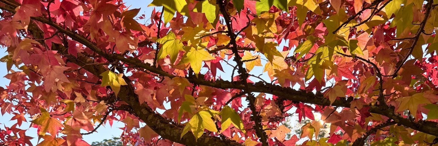 Colourful spots in the Southern Highlands for autumn leaves