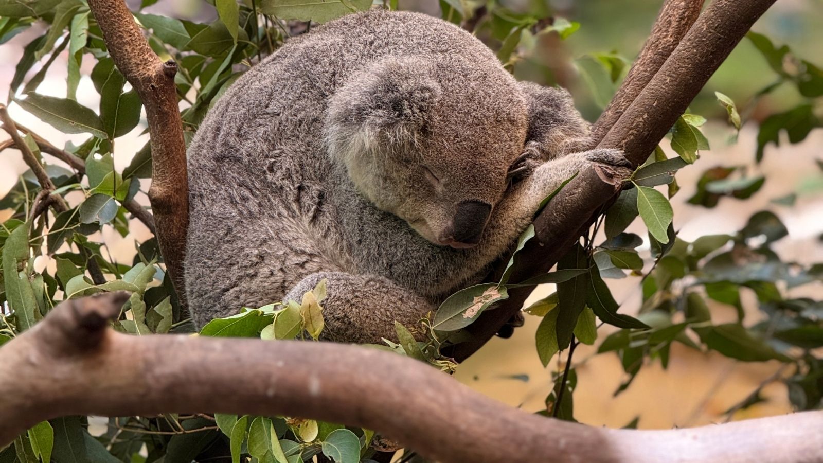 Best zoos in Sydney (or within driving distance of it)