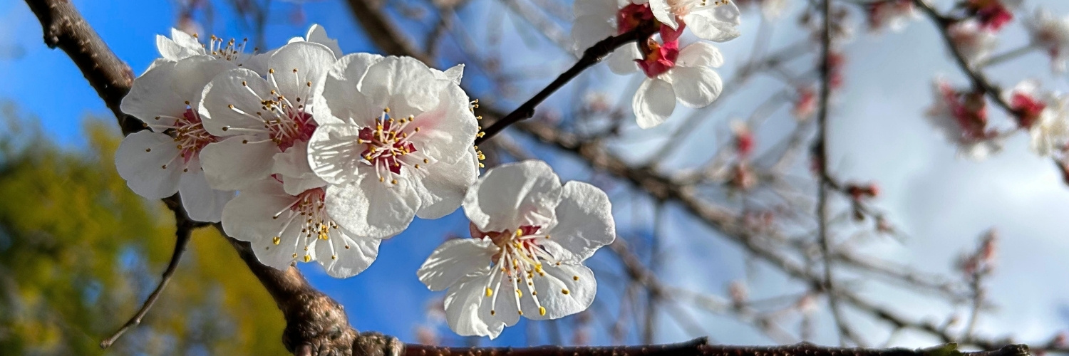 Where to see cherry blossoms in Sydney
